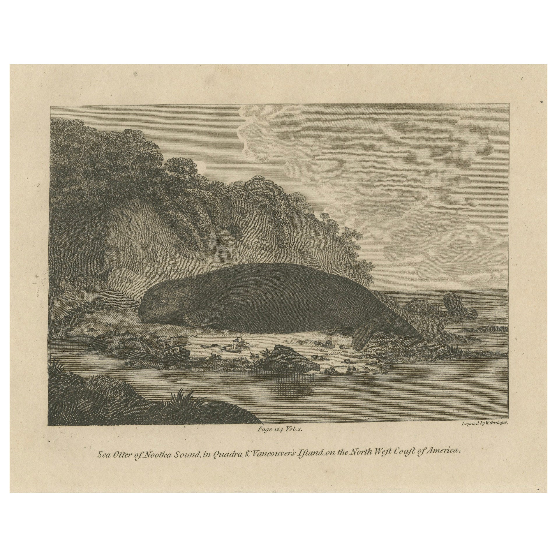 Antique Print of a Sea Otter of Nootka Sound in British Columbia, Canada, 1801 For Sale