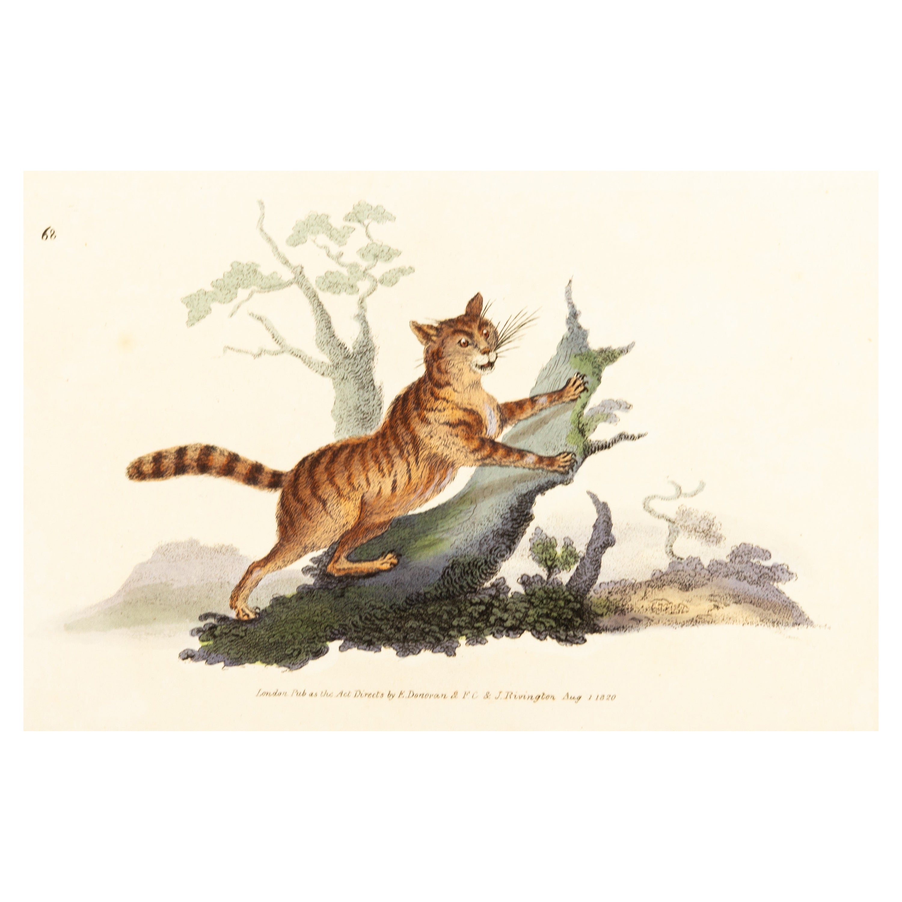 Handkolorierte Kupferplatte E. Donovan & F.C. & J. Rivington 1. August 1820 Gravur