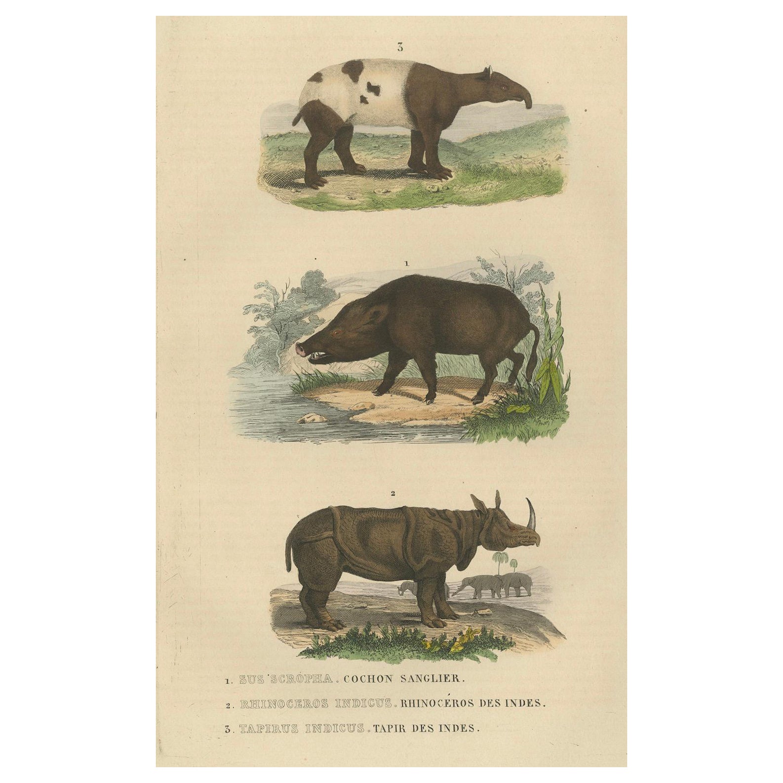 Terrestrial Mammals: Wild Boar, Indian Rhinoceros, and Malayan Tapir, 1845 For Sale