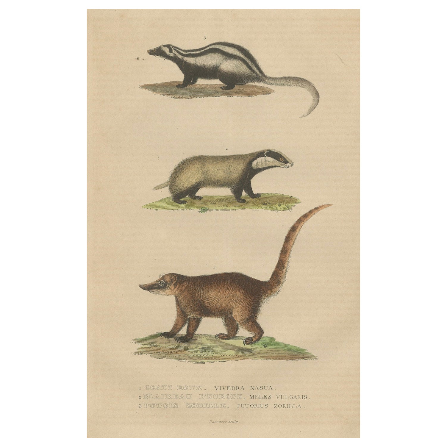Carnivores of Field and Forest: Coati, European Badger and Striped Polecat, 1845 For Sale
