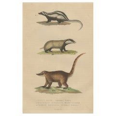 Carnivores of Field and Forest: Coati, European Badger and Striped Polecat, 1845