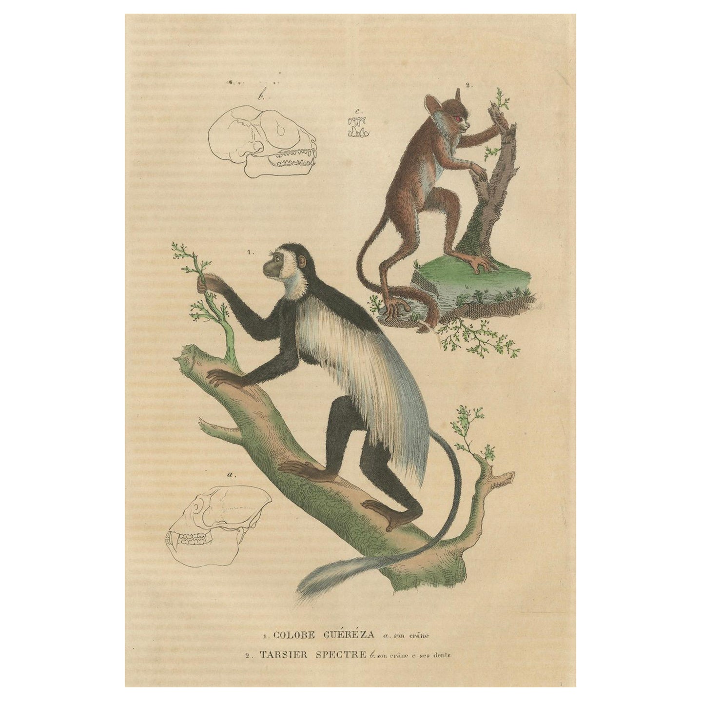 Arboreal Primates: The Eastern Black-and-White Colobus and Tarsier, 1845 For Sale