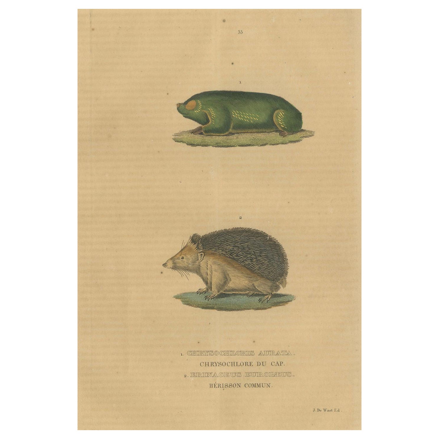 Subterranean Marvels: The Cape Golden Mole and the Common Hedgehog, 1845 For Sale