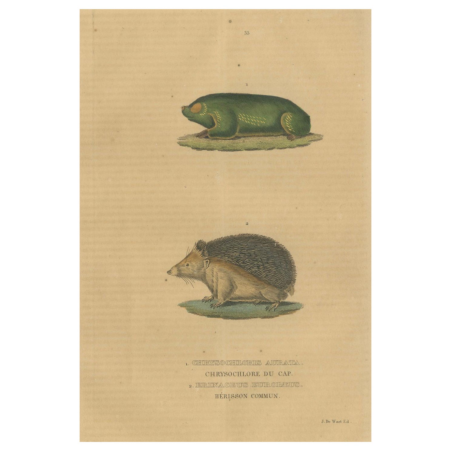 Marvels subterranéens : Le molécule doré du Cap et le hiboux commun, 1845
