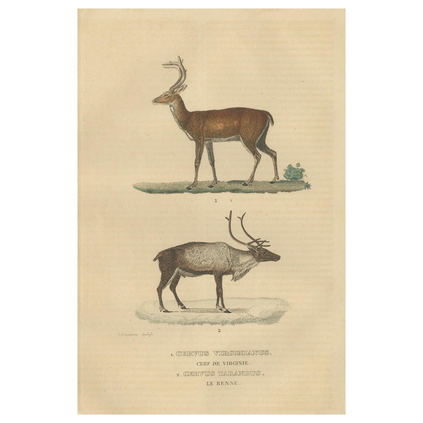 Graceful Grazers: The White-Tailed Deer and the Reindeer, 1845 For Sale