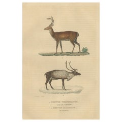 Grazers gracieux : le cerf à queue blanche et le renard, 1845