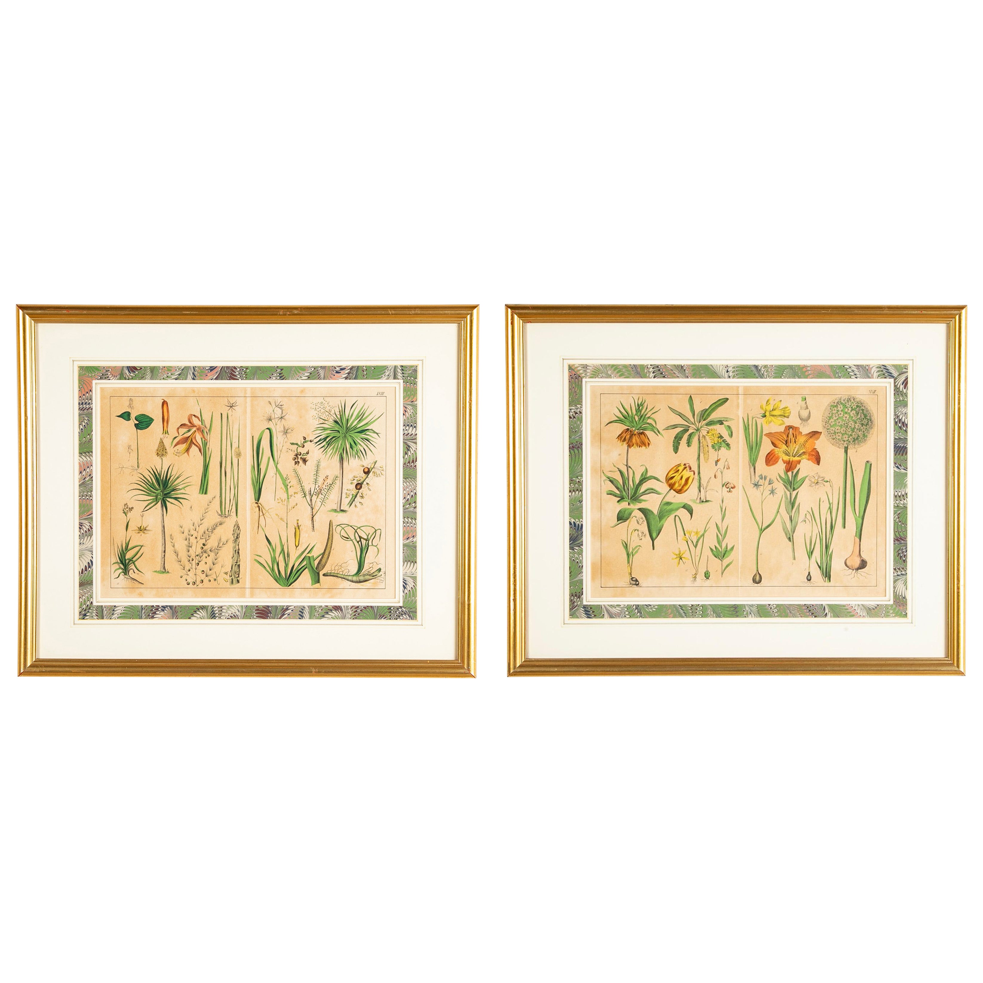 Paar deutsche handkolorierte botanische Drucke des 19. Jahrhunderts in vergoldeten Holzrahmen 