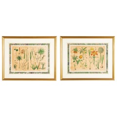Pareja de grabados botánicos alemanes del siglo XIX coloreados a mano en marcos de madera dorada 