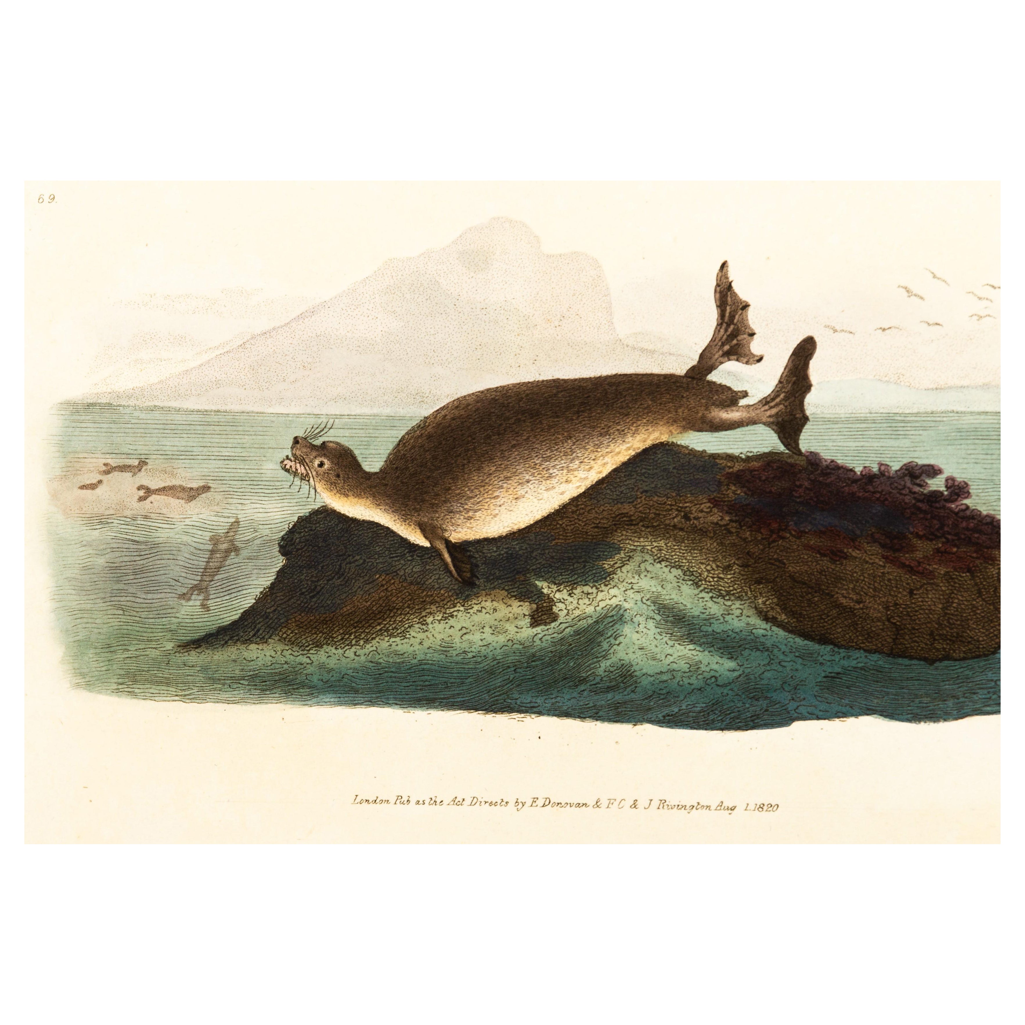 Handkolorierte Kupferplatte E. Donovan & F.C. & J. Rivington 1. August 1820 Gravur im Angebot