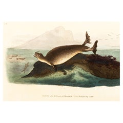 Handcoloured Copperplate E. Donovan & F.C. & J. Rivington Aug 1st 1820 Engraving