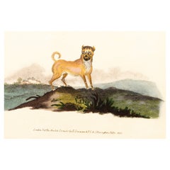Gravure sur cuivre coloriée à la main E. Donovan & F.C. & J. Rivington Feb 1st 1820 Engraving
