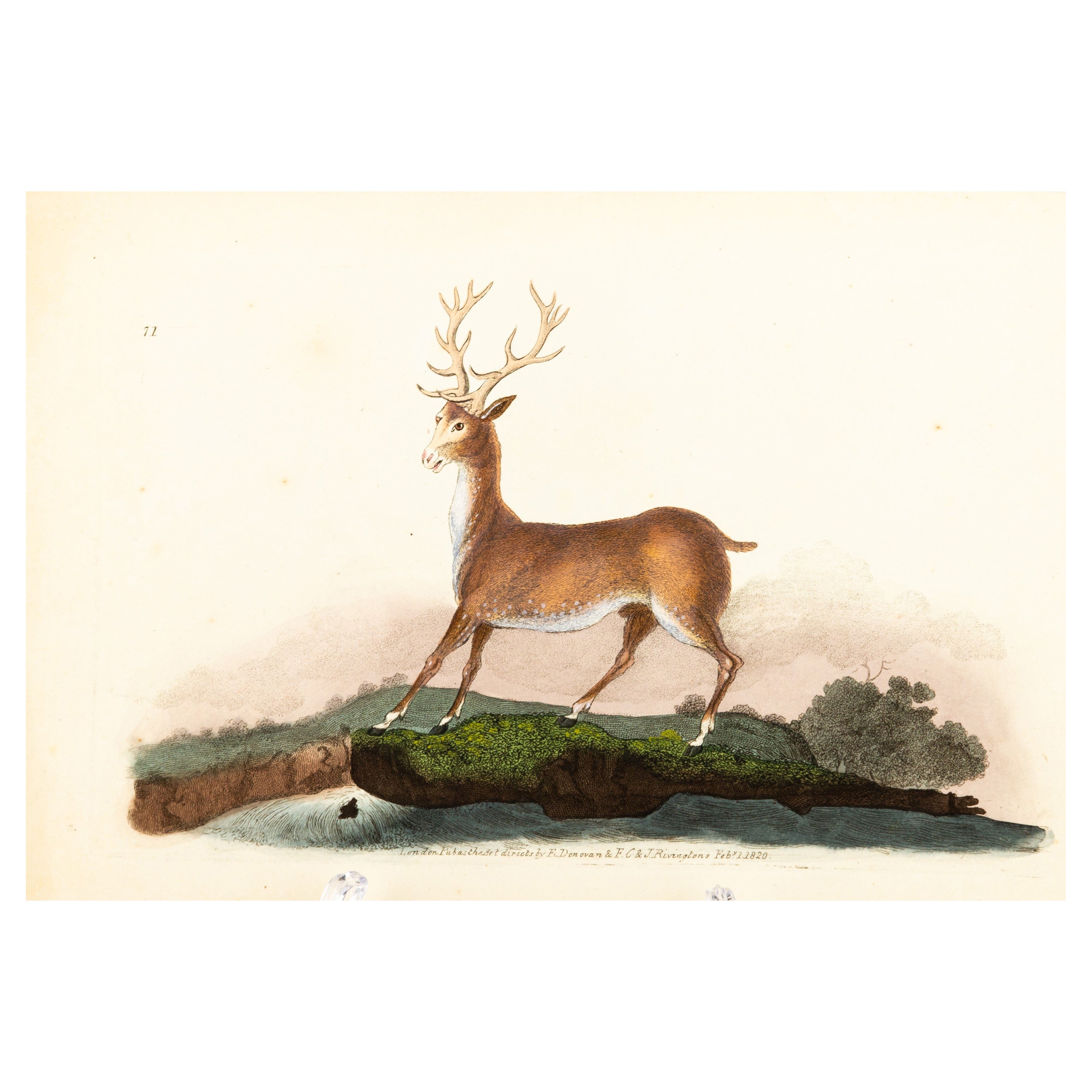 Handkolorierte Kupferplatte E. Donovan & F.C. & J. Rivington Feb 1st 1820 Gravur