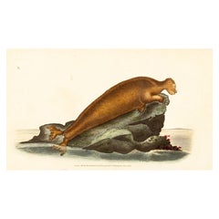 Gravure de E. Donovan & F.C. & J. Rivington, décembre 1818