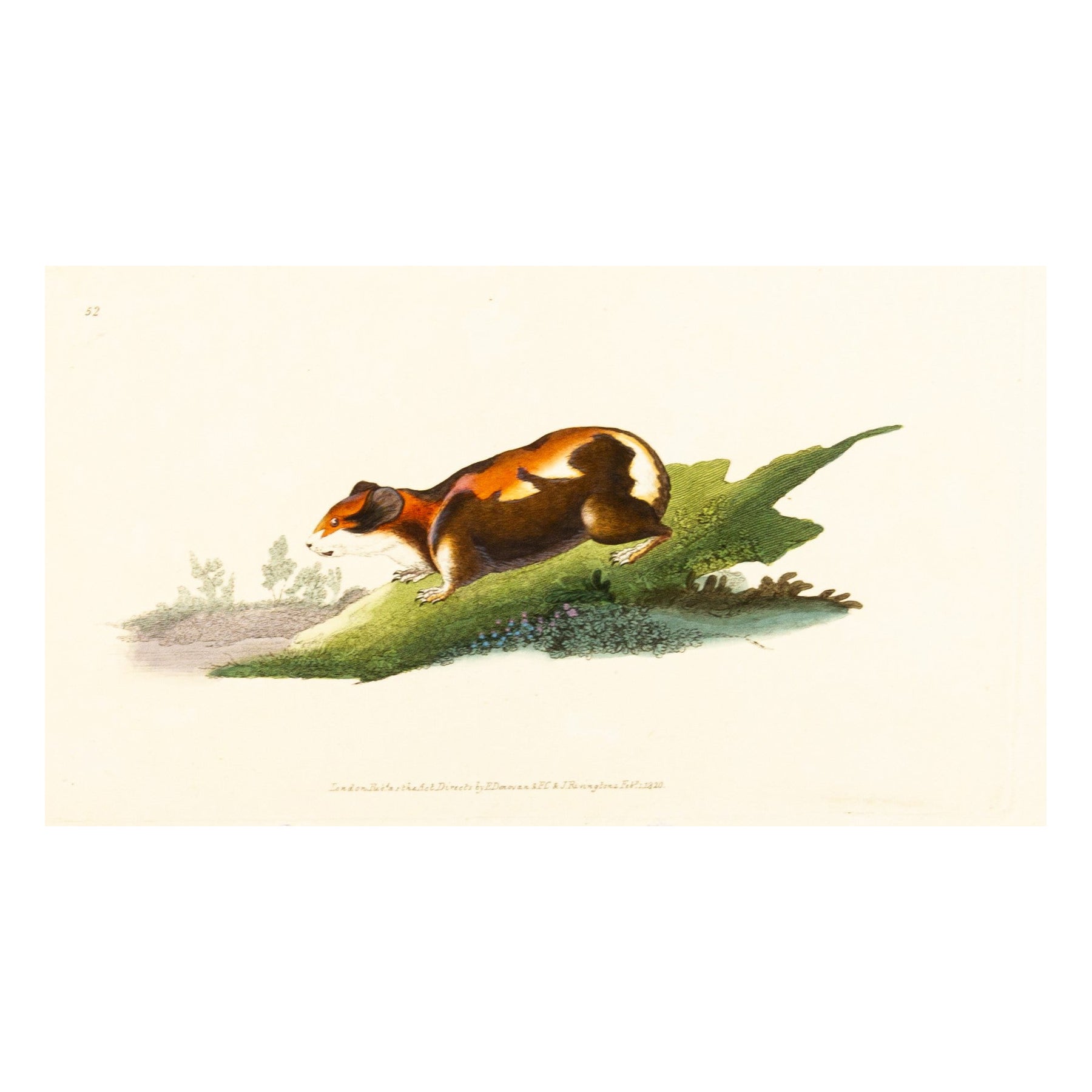 Handkolorierte Kupferplatte E. Donovan & F.C. & J. Rivington Feb 1820 Gravur