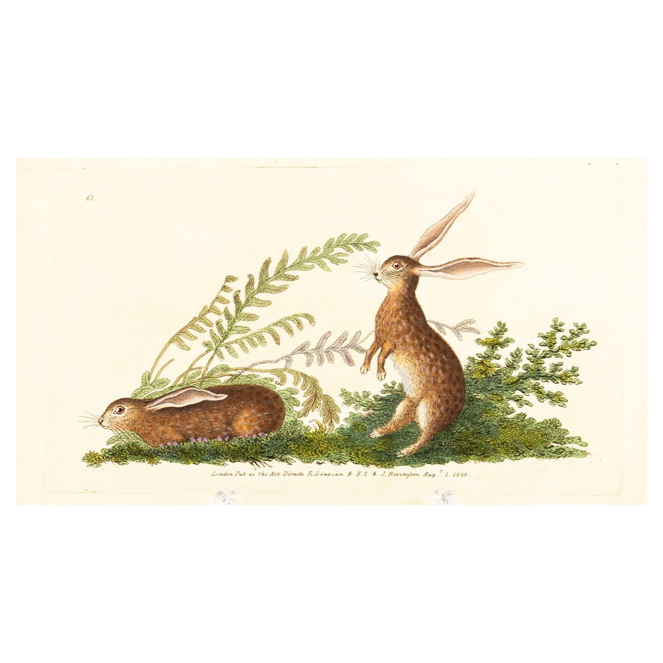 Handkolorierte Kupferplatte E. Donovan & F.C. & J. Rivington Aug 1820 Gravur