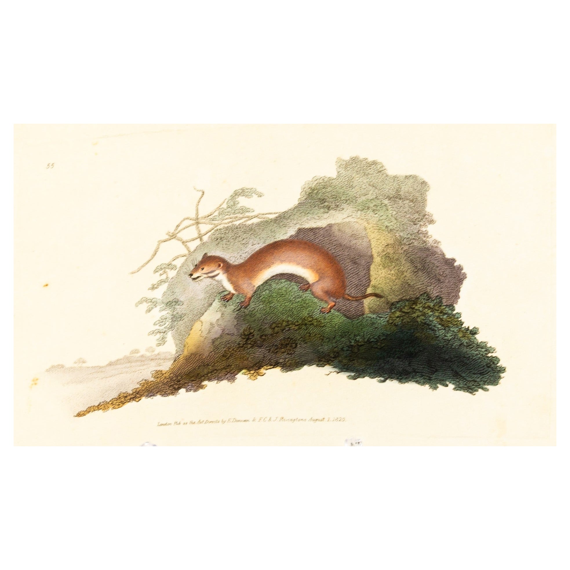 Handkolorierte Kupferplatte E. Donovan & F.C. & J. Rivington Aug 1820 Gravur im Angebot