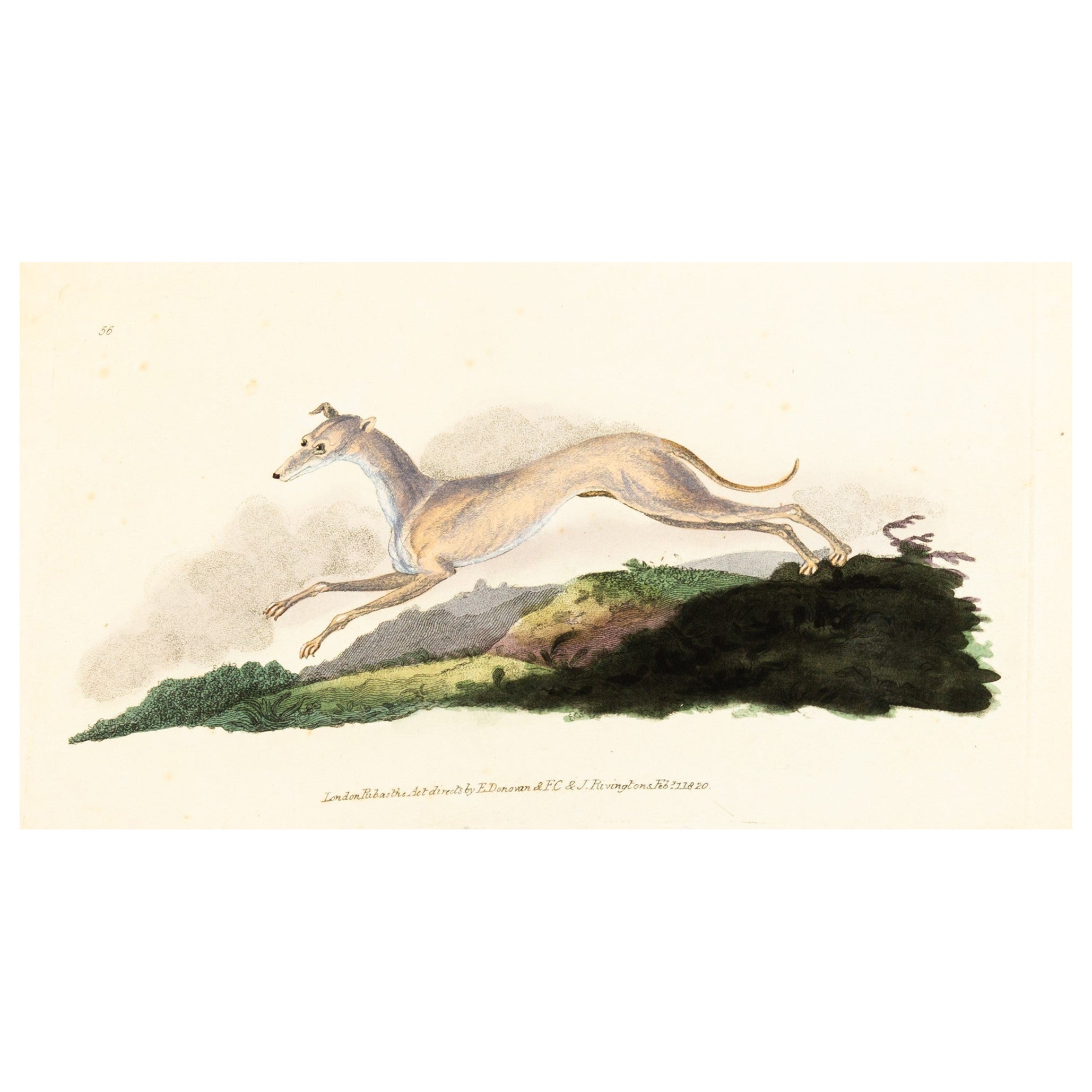 Handkolorierte Kupferplatte E. Donovan & F.C. & J. Rivington Feb 1820 Gravur