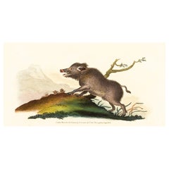 Gravure de E. Donovan & F.C. & J. Rivington, Aug 1820