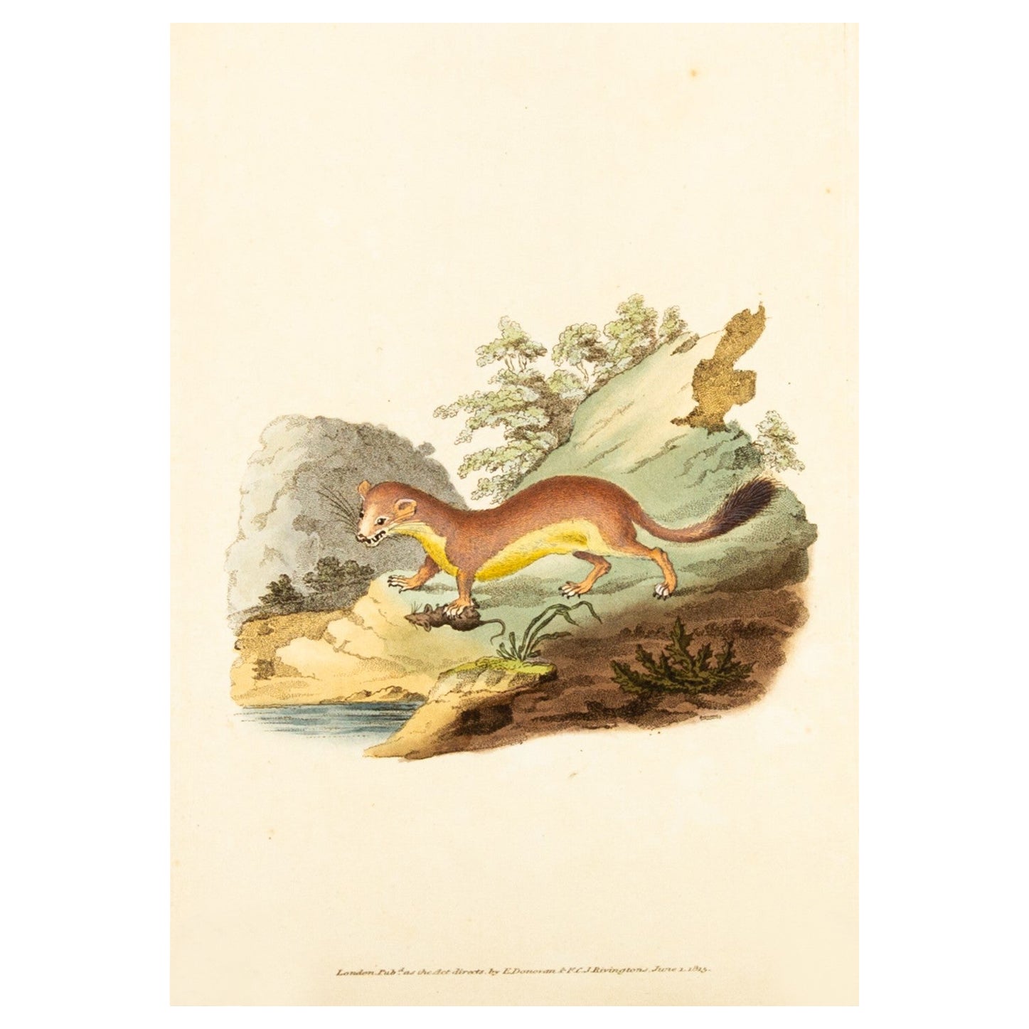 Handkolorierte Kupferplatte E. Donovan & F.C. & J. Rivington Juni 1815 Gravur