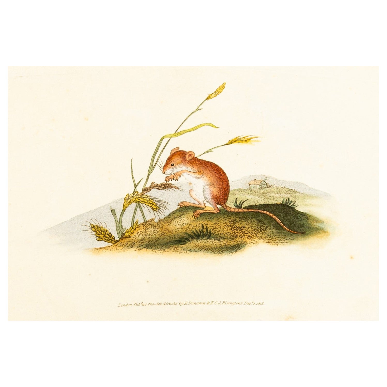 Handkolorierte Kupferplatte E. Donovan & F.C. & J. Rivington Dec 1818 Gravur