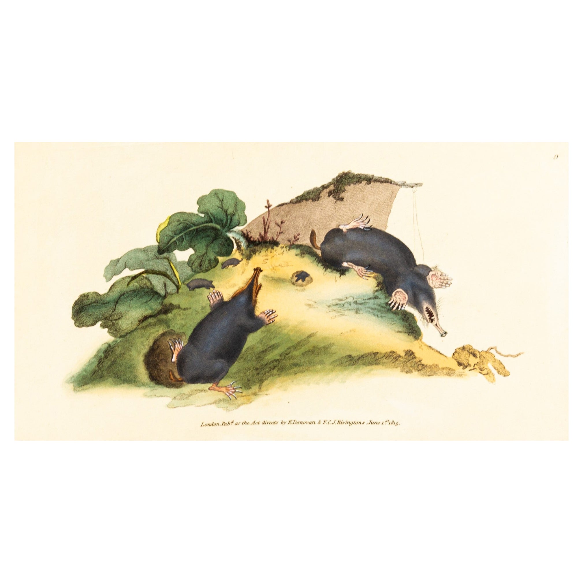 Handkolorierte Kupferplatte E. Donovan & F.C. & J. Rivington Juni 1815 Gravur