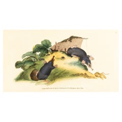 gravure de E. Donovan & F.C. & J. Rivington juin 1815