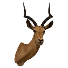 Mid-Century 1960's African Impala Taxidermy Head and Shoulder Wall Mount