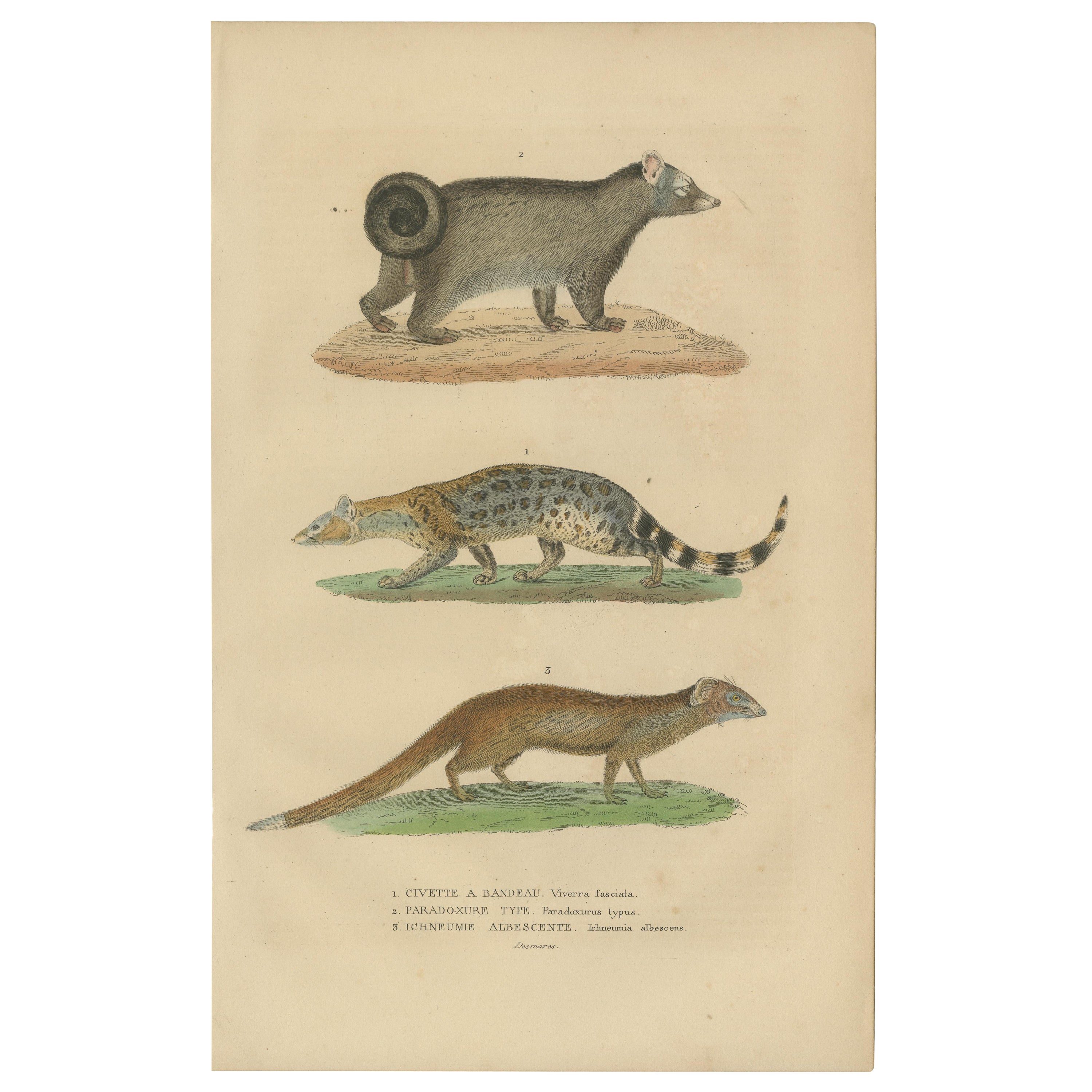 Nocturnal Foragers: A Banded and Asian Palm Civet and Enigmatic Mongoose, 1845   For Sale