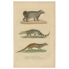 Nocturnal Foragers: A Banded and Asian Palm Civet and Enigmatic Mongoose, 1845  