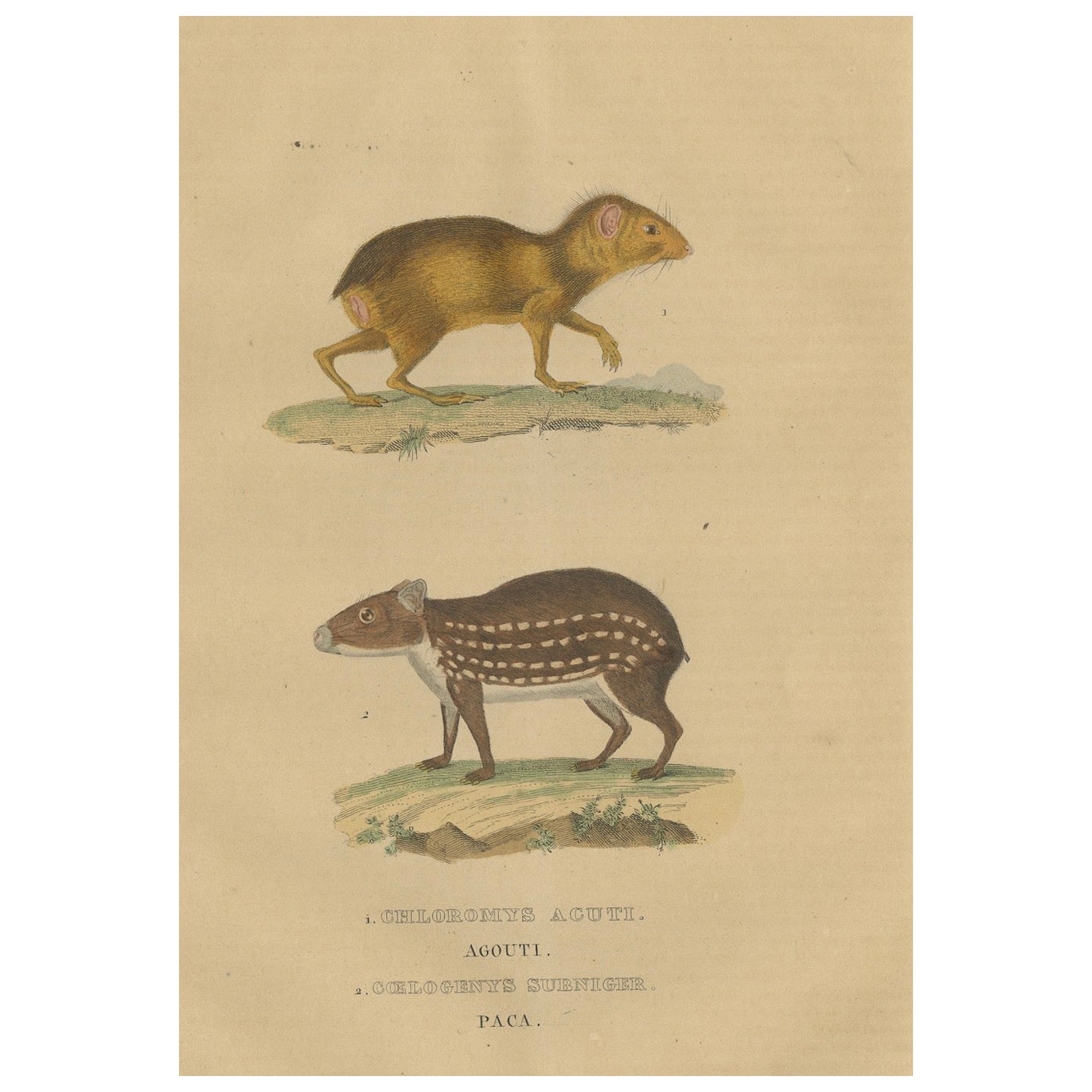 Tropical Rodents: The Agile Agouti and the Spotted Paca, 1845 For Sale