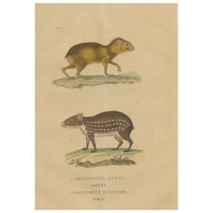 Rodents tropicaux : l'Agile Agouti et le Paca tacheté, 1845