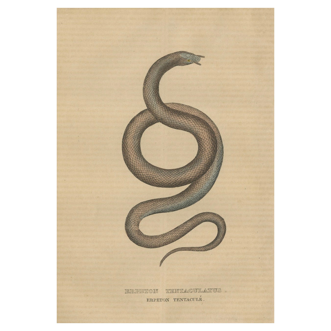 Aquatic Ambush: Hand-Colored Engraving of The Tentacled Snake, 1845 For Sale