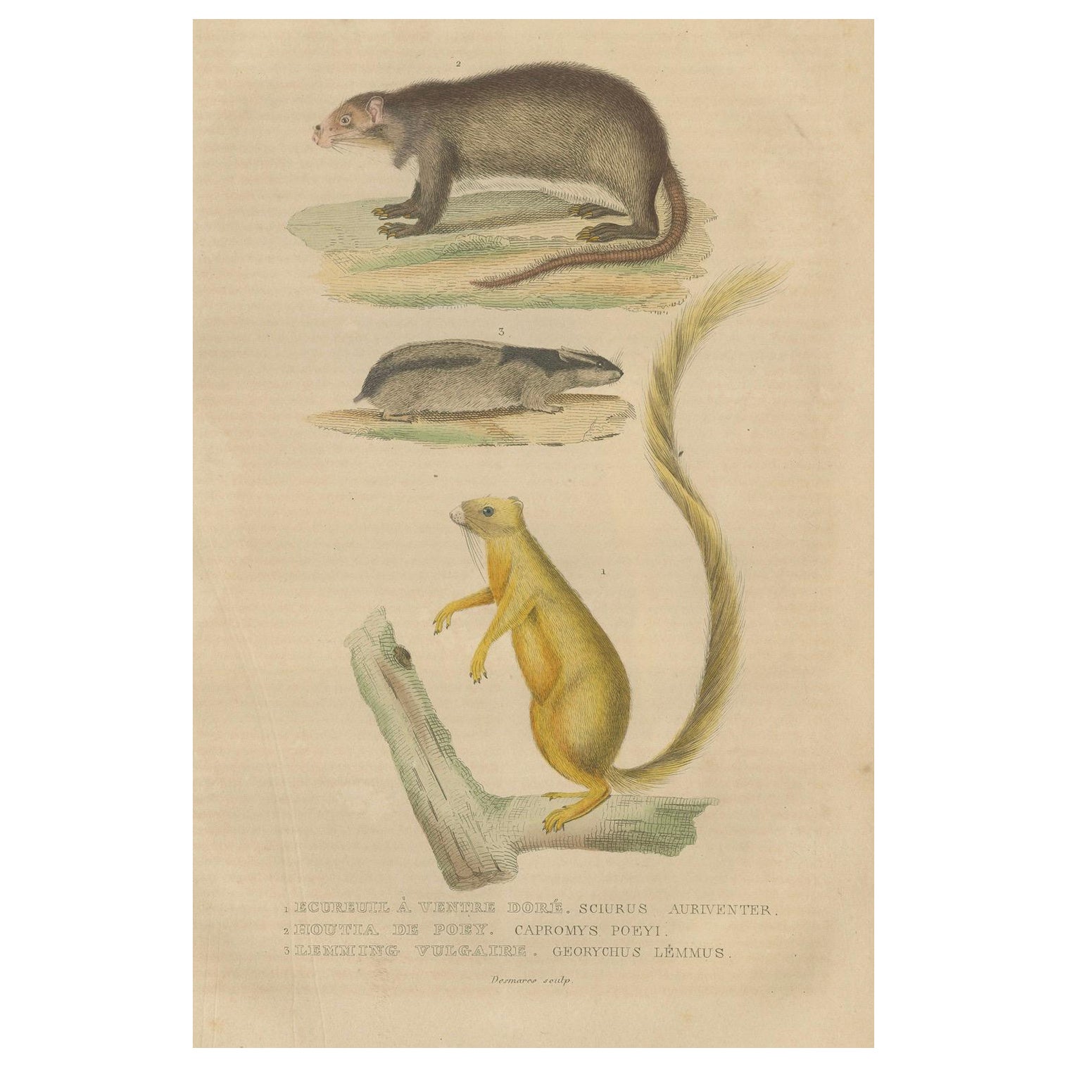 Diverse Rodentia: Squirrel, Cuban Hutia, and Lemming-like Rodent, 1845 For Sale