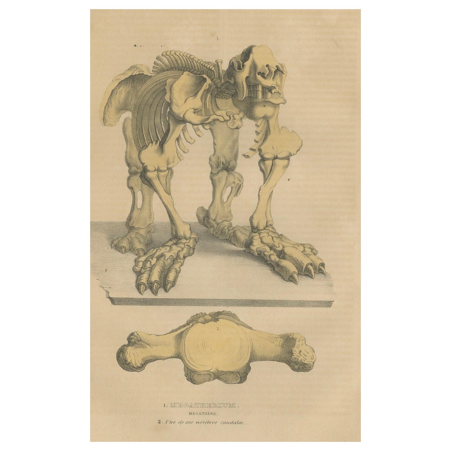 Grabado original de El gigante esquelético: Anatomía del Megaterio, 1845 en venta