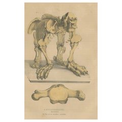Antique Original Engraving of The Skeletal Giant: Megatherium Anatomy, 1845