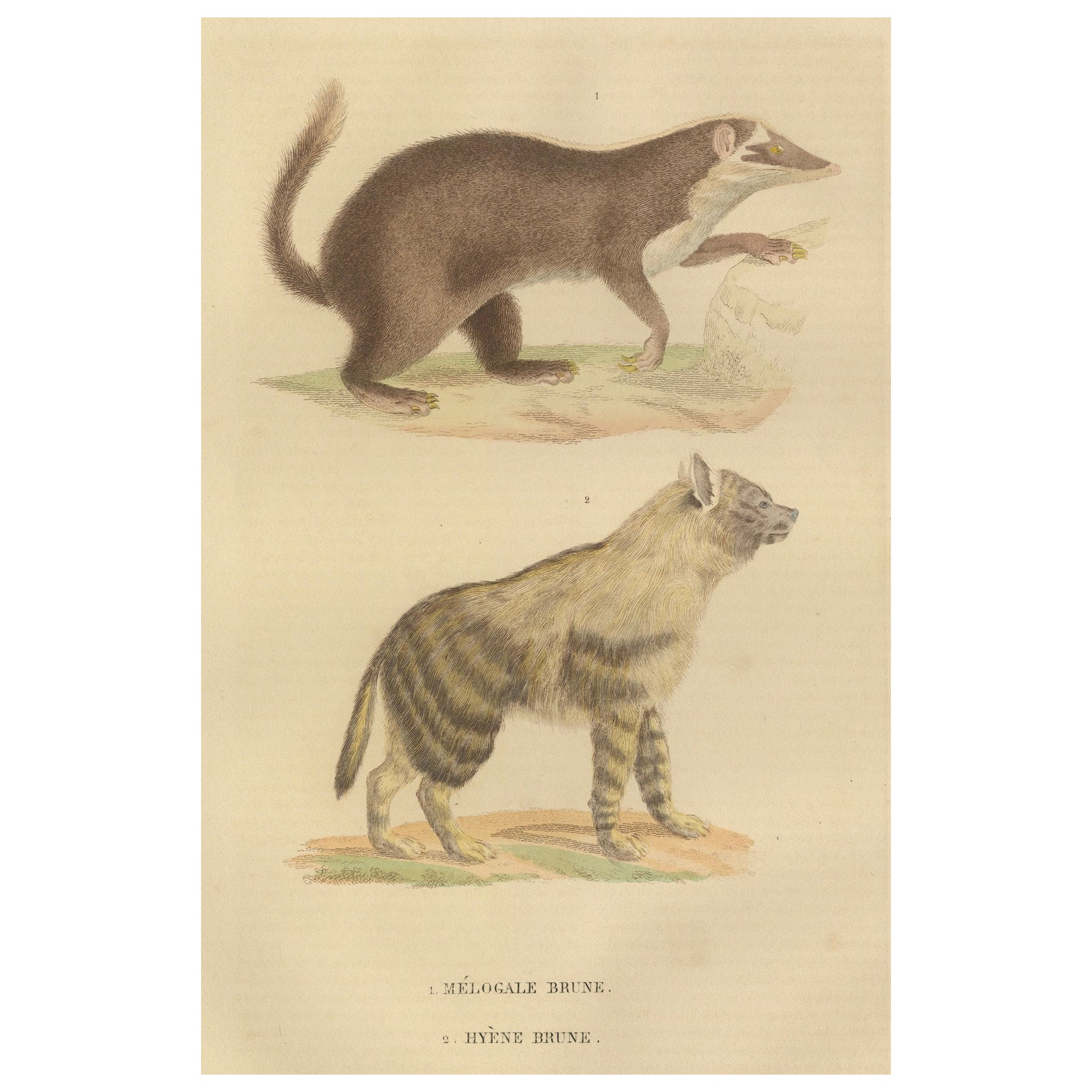 Contrasts in Mammalia: The Brown-Tailed Mongoose and the Brown Hyena, 1845