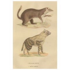 Antique Contrasts in Mammalia: The Brown-Tailed Mongoose and the Brown Hyena, 1845