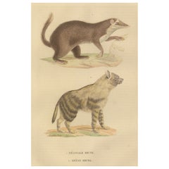Contrastes chez les mammifères : La mangouste à queue brune et la hyène brune, 1845