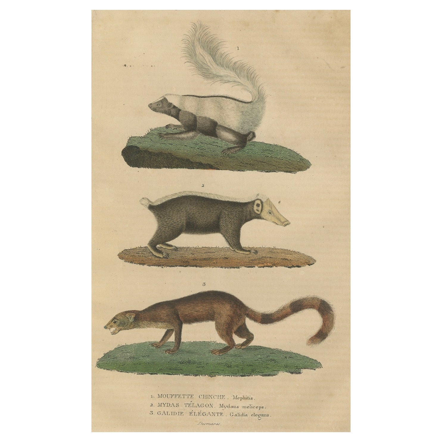 Diverse Mammals Engraved and Hand-Colored: Skunk, Stink Badger, and Canid, 1845 For Sale