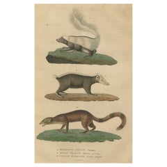 Antique Diverse Mammals Engraved and Hand-Colored: Skunk, Stink Badger, and Canid, 1845