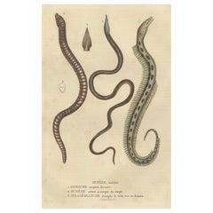 Antique Aquatic Elegance: Brittle Star, Zebra Moray Eel, and Blind Cave Eel, 1845