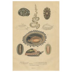 Antique Marine Mollusk Diversity: Sponges, Abalones, Limpets, and Chitons, 1845
