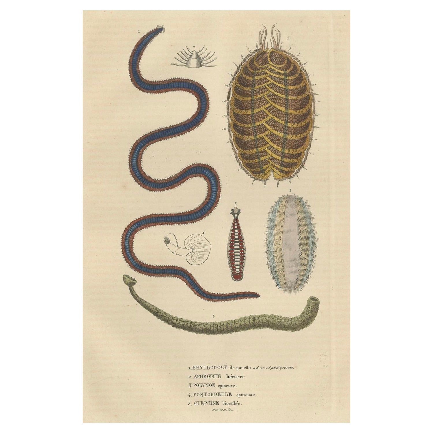 Varieties of Marine Invertebrates: Spined Worms and Bicolored Leech, 1845 For Sale