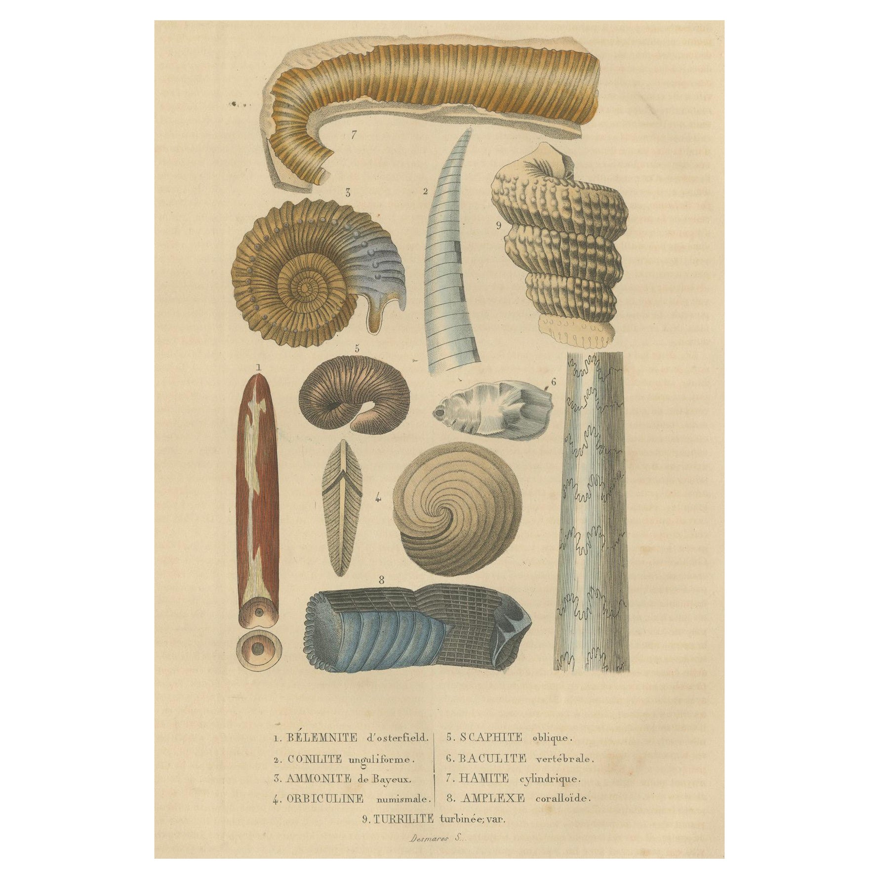 Ancient Marine Life: Handcolored Fossils of Cephalopods and Corals, 1845 For Sale
