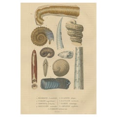 Ancienne vie marine : fossiles colorés à la main de céphalopods et de corails, 1845