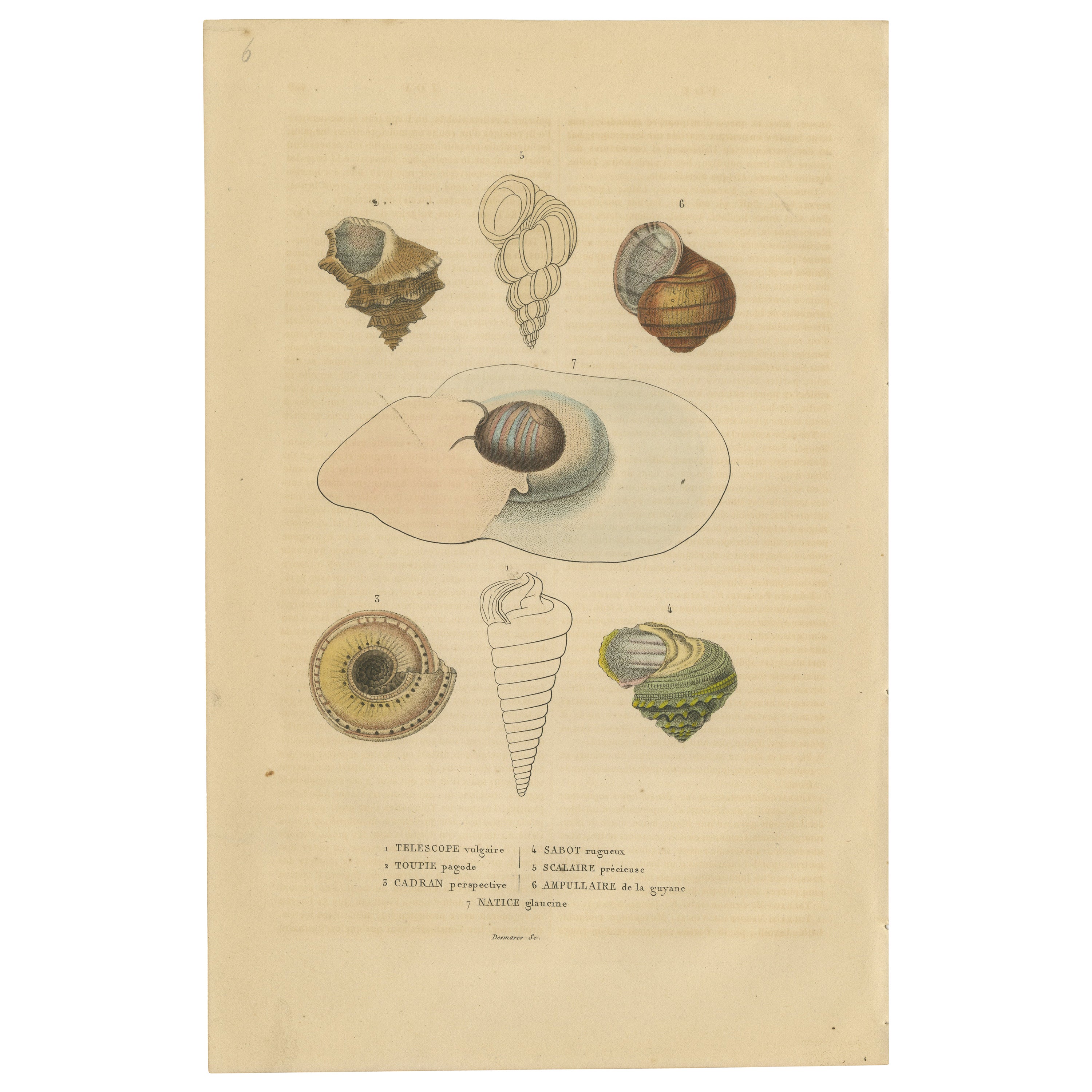 Shell Spectacular: A Collection of Mollusk Shells Engraved and Handcolored, 1845 For Sale