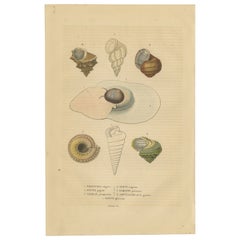 Shell Spectacular: Eine Sammlung von Mollusk-Muscheln, graviert und handkoloriert, 1845