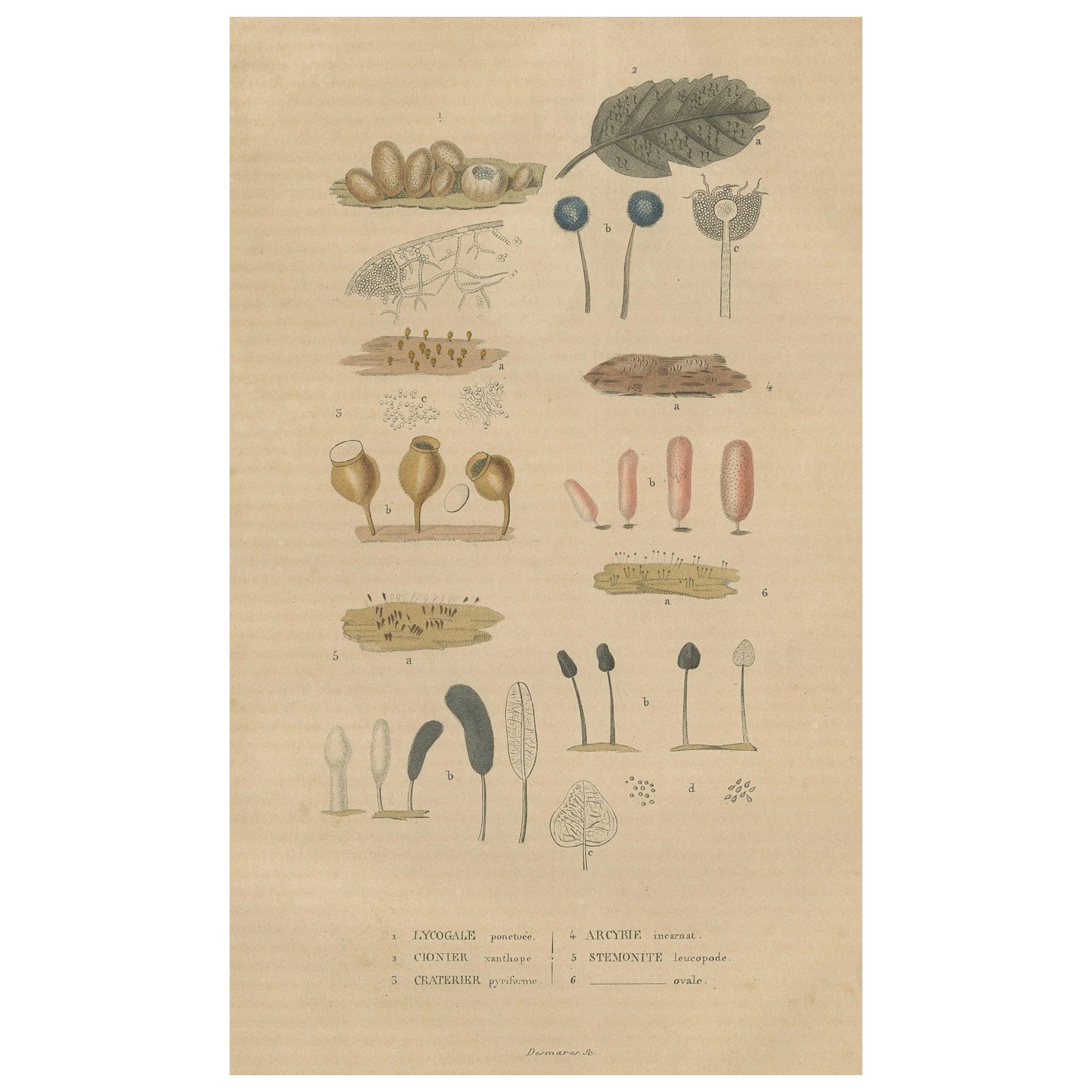 Fungal Forms: Illustrations of Mycological Diversity, 1845 For Sale