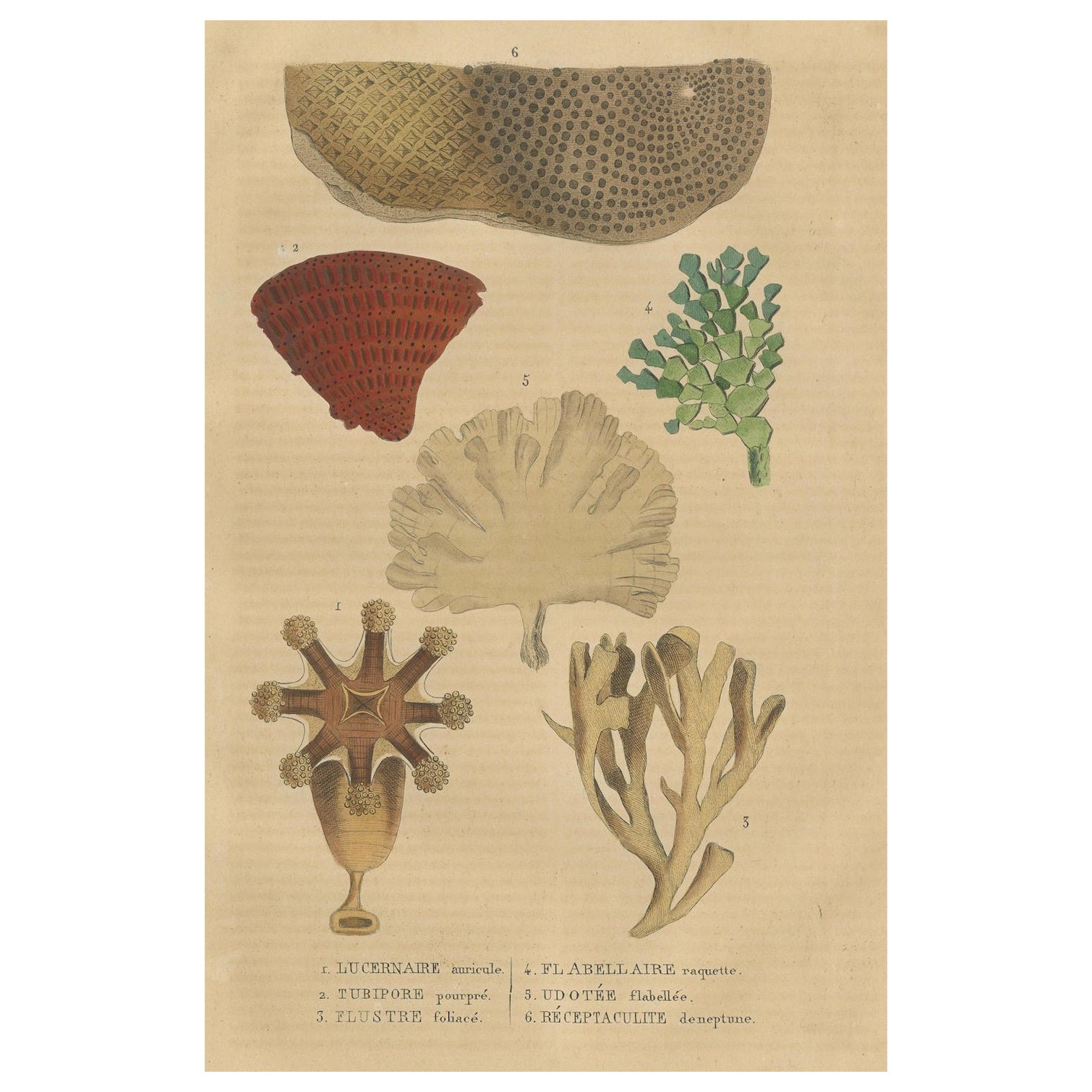 Marine Ornamentation: An Assembly of Coral and Marine Flora, 1845 For Sale