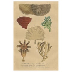 Antique Marine Ornamentation: An Assembly of Coral and Marine Flora, 1845